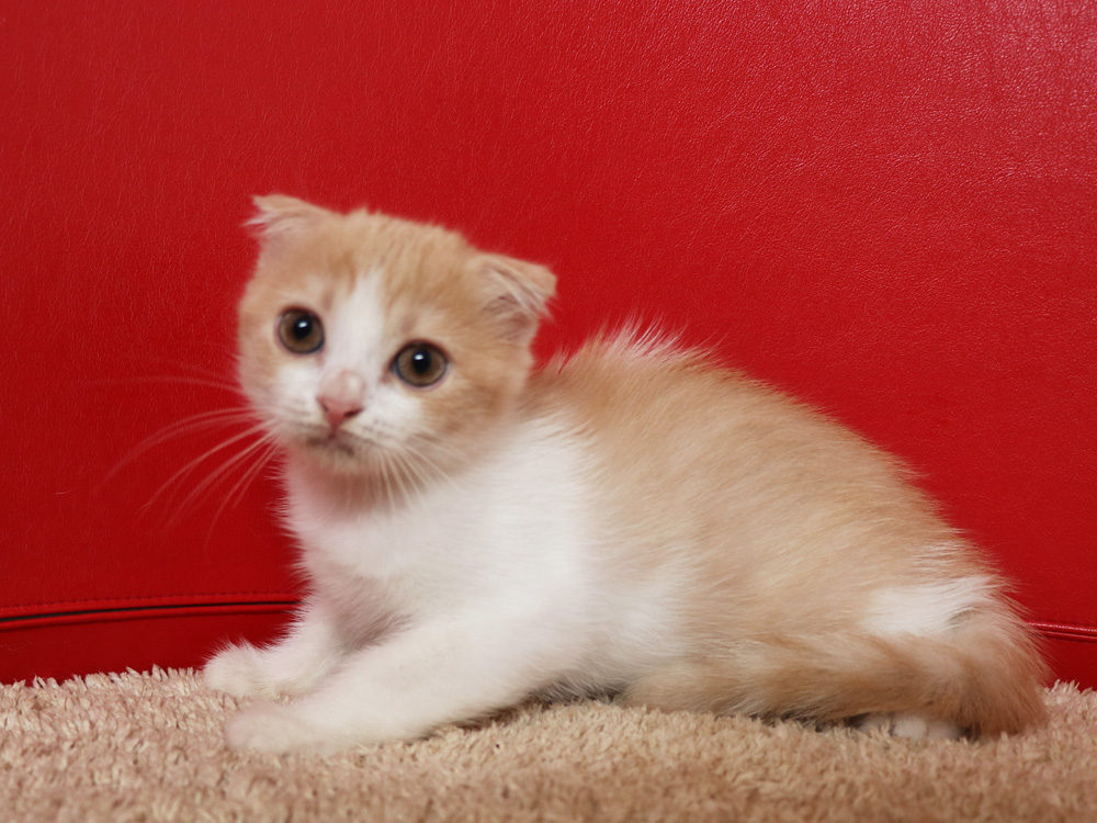 スコティッシュフォールドの子猫画像