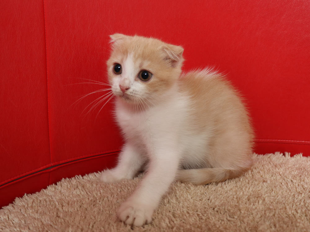 スコティッシュフォールドの子猫画像