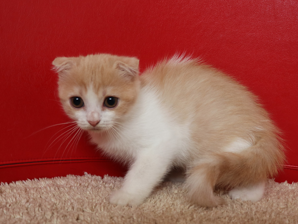 スコティッシュフォールドの子猫画像