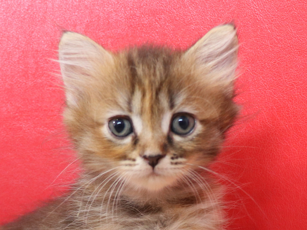 スコティッシュフォールドの子猫画像