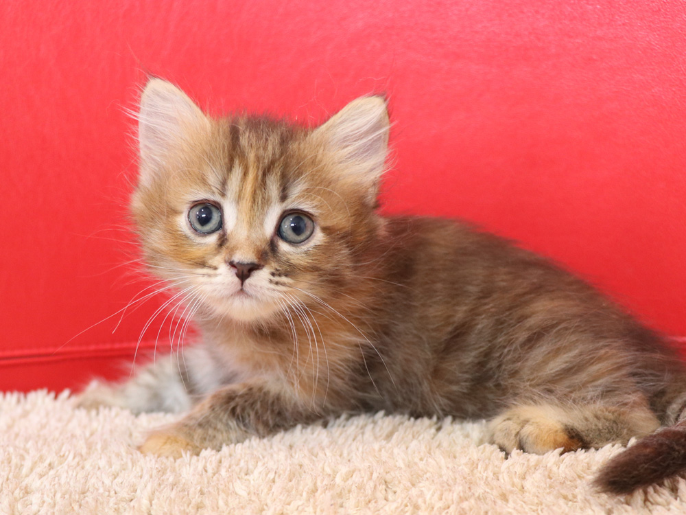 スコティッシュフォールドの子猫画像