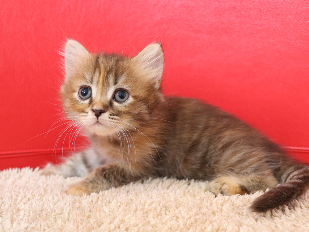スコティッシュフォールドの子猫画像