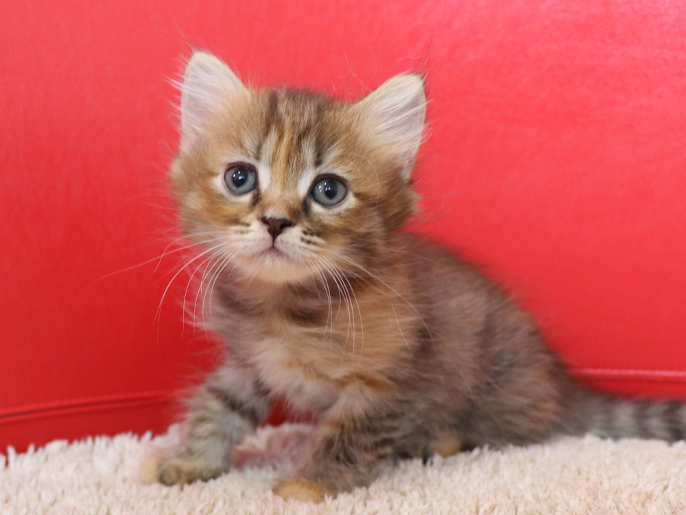 スコティッシュフォールドの子猫画像