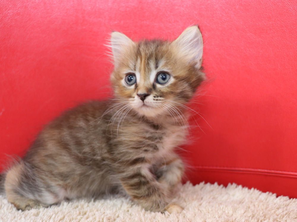 スコティッシュフォールドの子猫画像