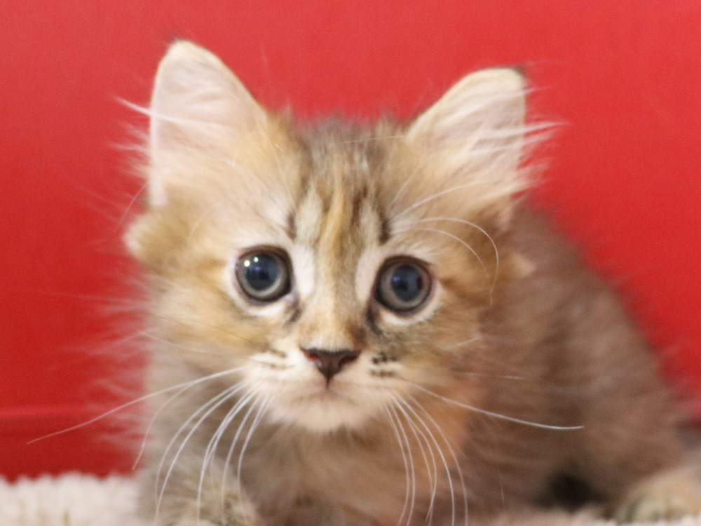 スコティッシュフォールドの子猫画像