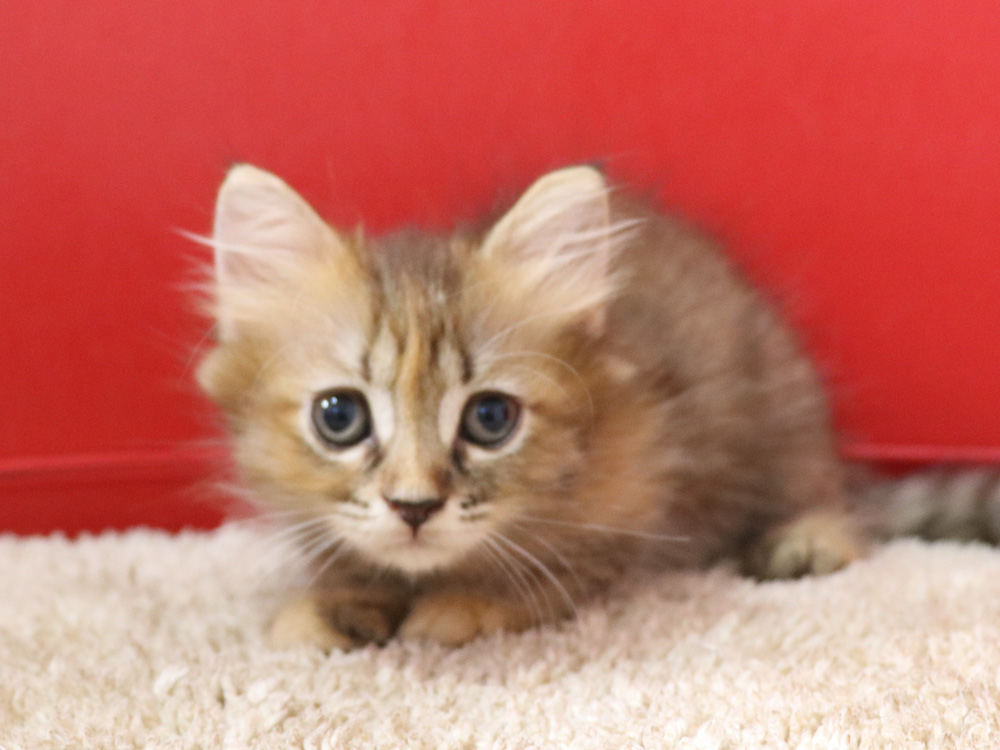 スコティッシュフォールドの子猫画像