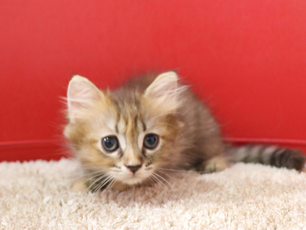 スコティッシュフォールドの子猫画像