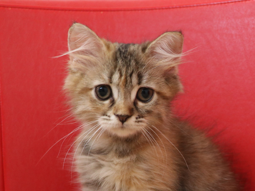 スコティッシュフォールドの子猫画像