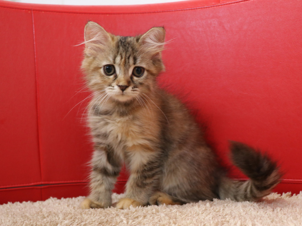 スコティッシュフォールドの子猫画像