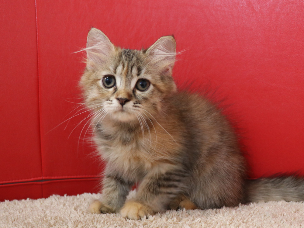 スコティッシュフォールドの子猫画像