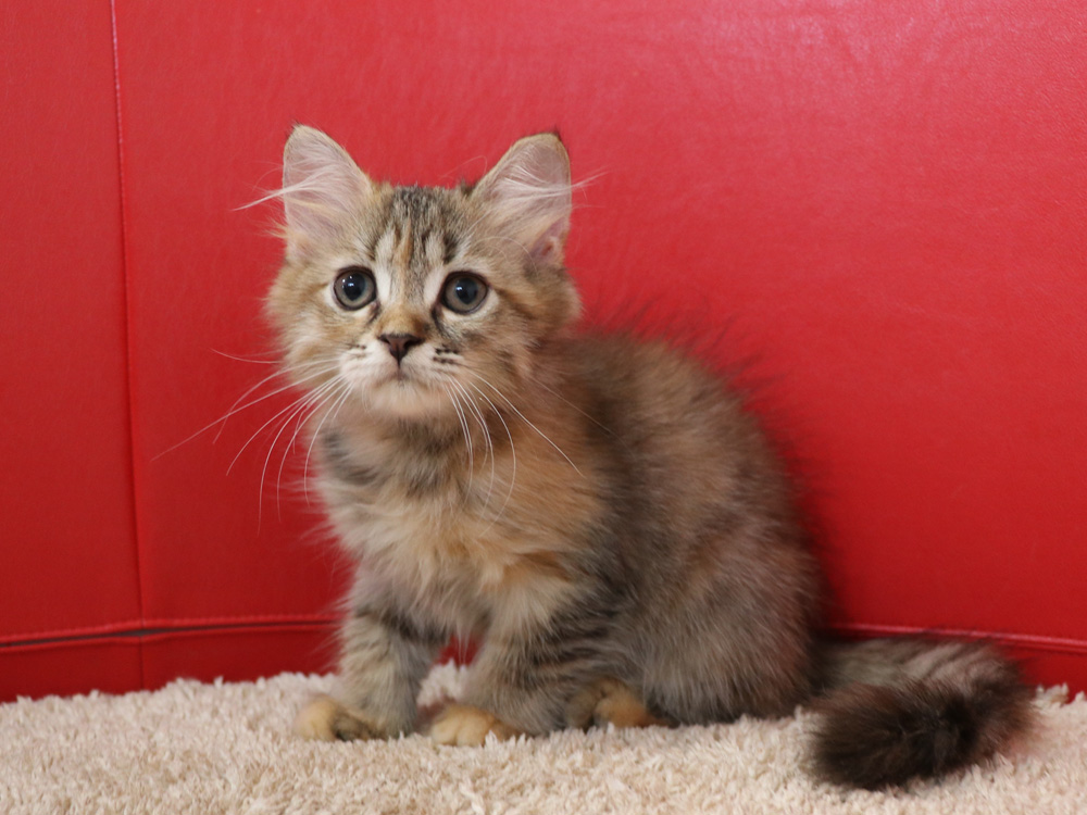 スコティッシュフォールドの子猫画像
