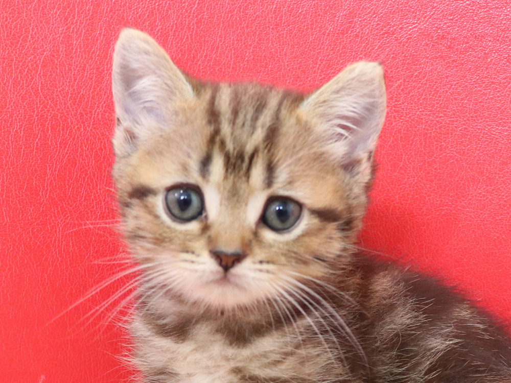 スコティッシュフォールドの子猫画像