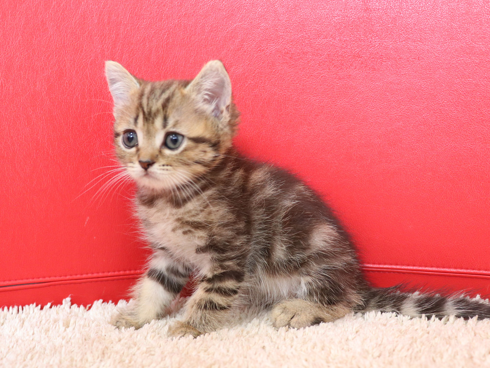 スコティッシュフォールドの子猫画像
