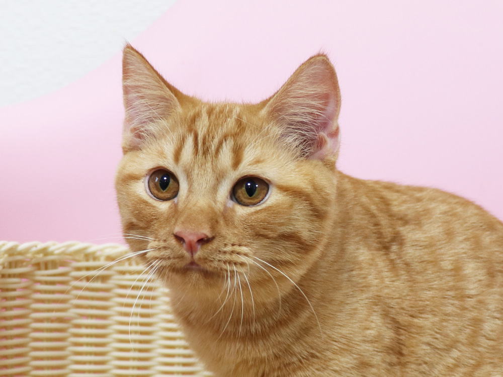 スコティッシュフォールドの子猫画像