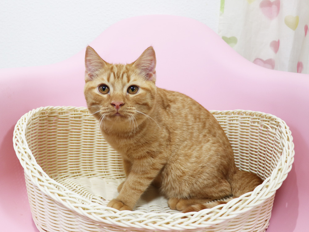 スコティッシュフォールドの子猫画像