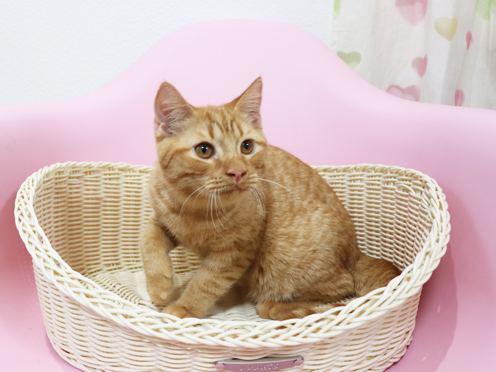 スコティッシュフォールドの子猫画像