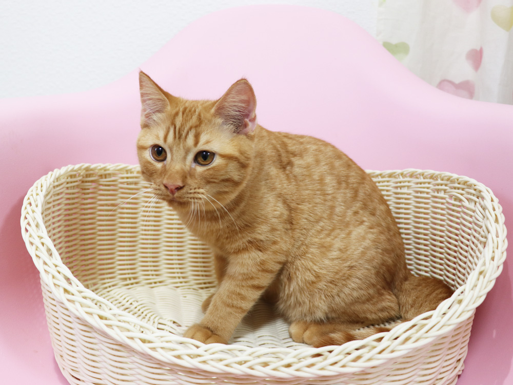 スコティッシュフォールドの子猫画像