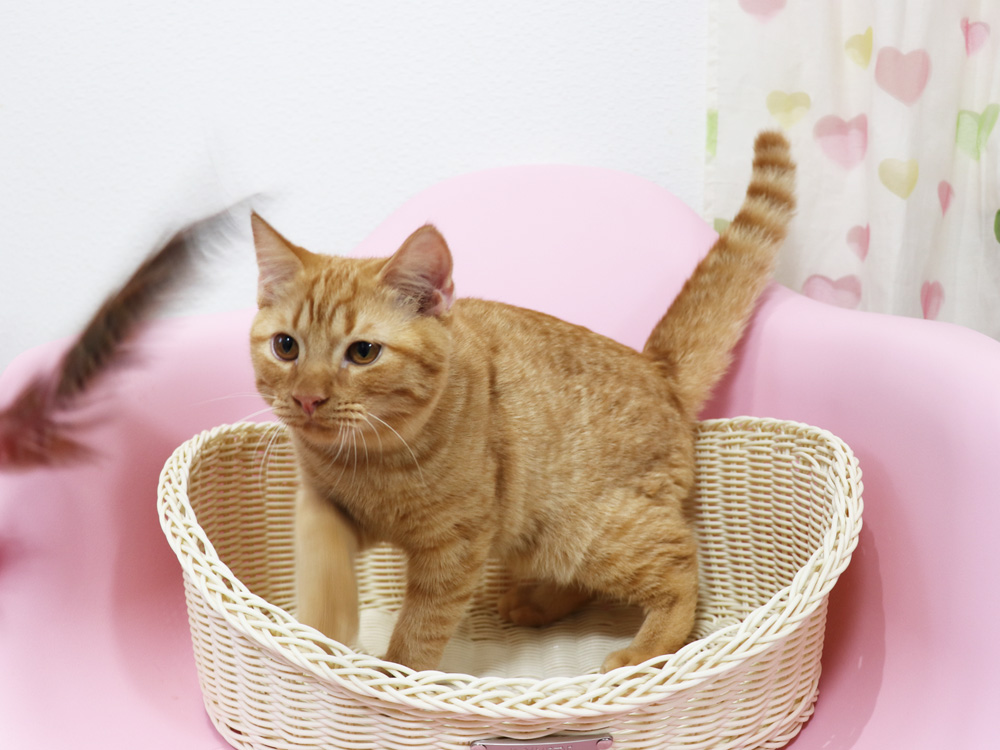 スコティッシュフォールドの子猫画像