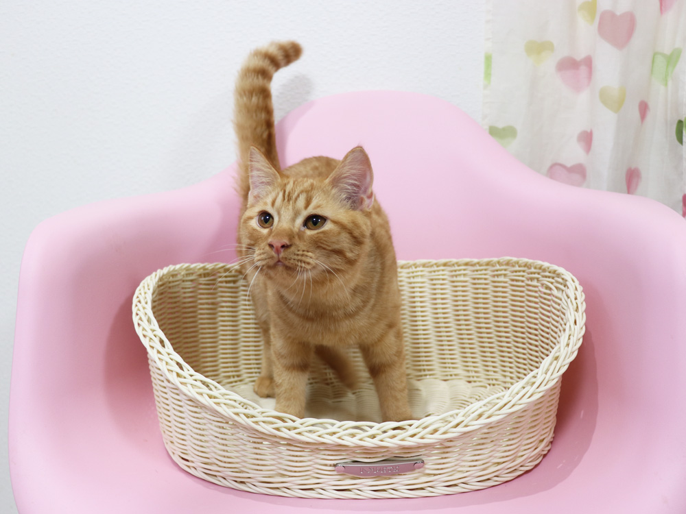 スコティッシュフォールドの子猫画像