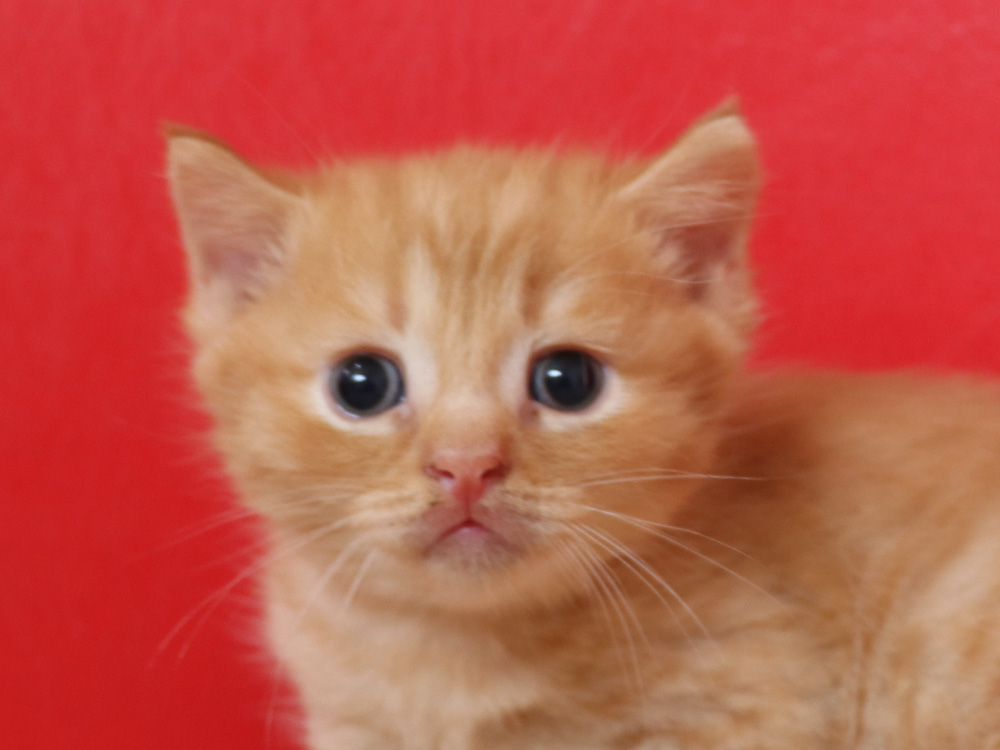 スコティッシュフォールドの子猫画像