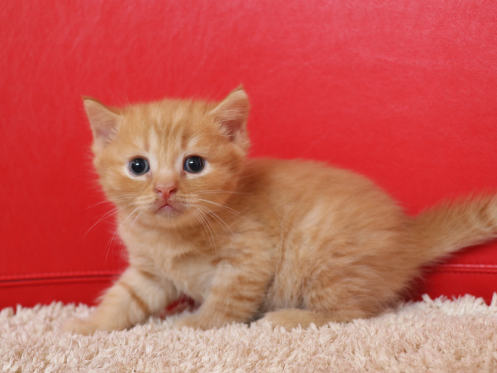 スコティッシュフォールドの子猫画像