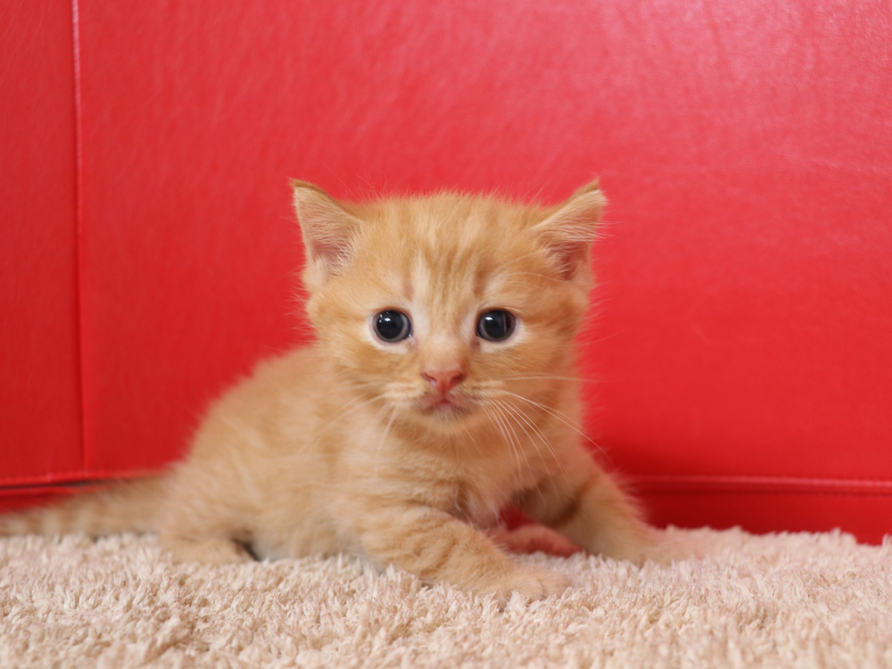 スコティッシュフォールドの子猫画像