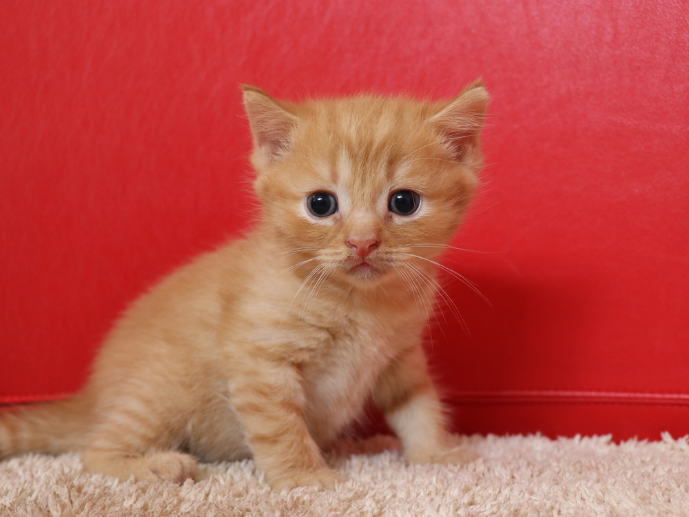 スコティッシュフォールドの子猫画像