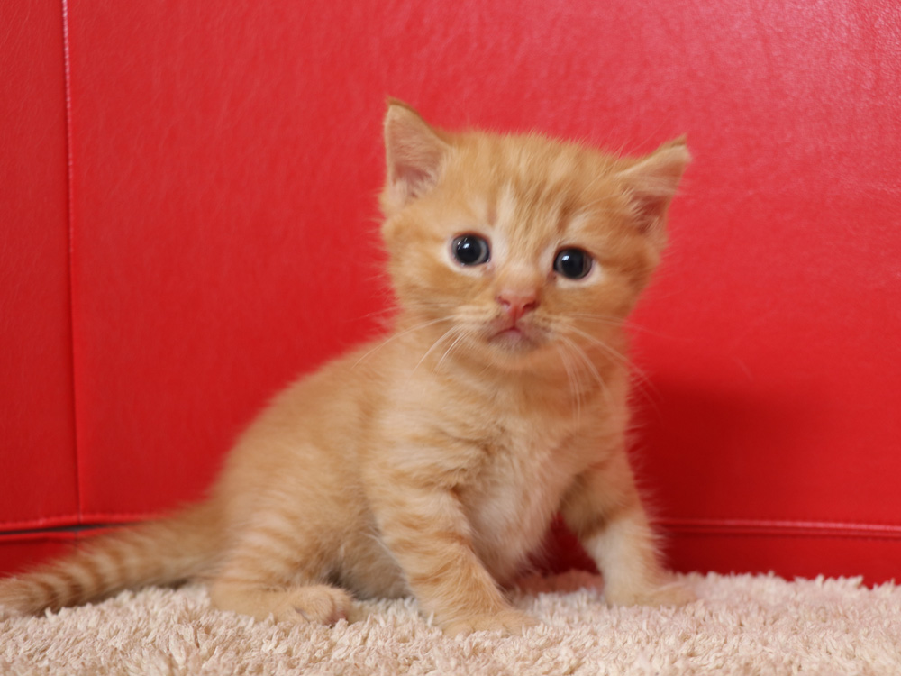 スコティッシュフォールドの子猫画像