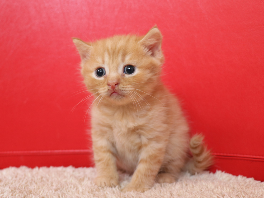 スコティッシュフォールドの子猫画像