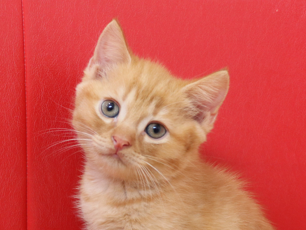スコティッシュフォールドの子猫画像