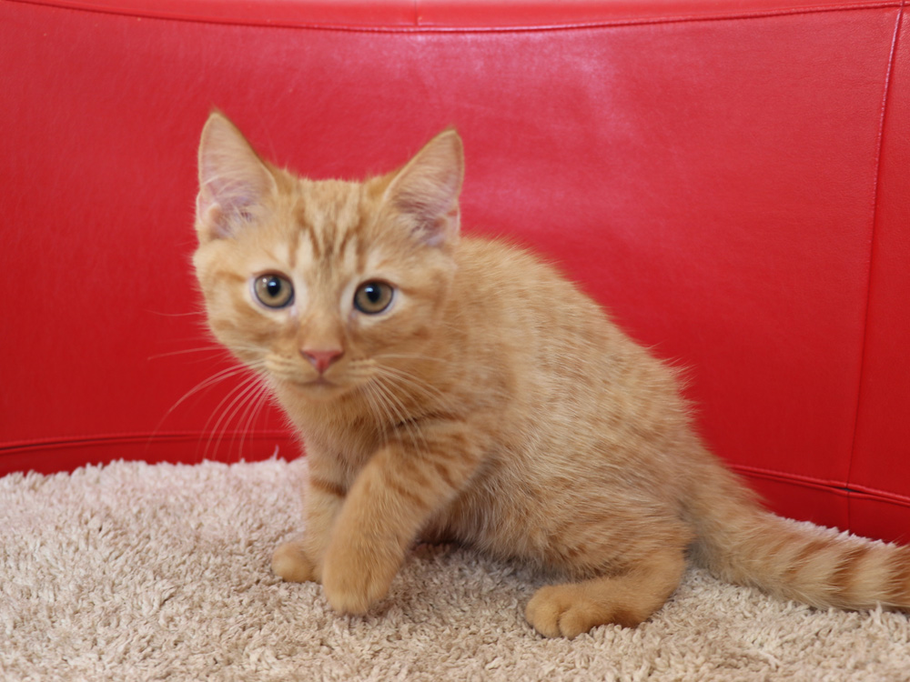 スコティッシュフォールドの子猫画像