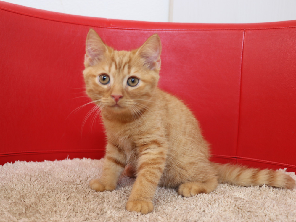 スコティッシュフォールドの子猫画像