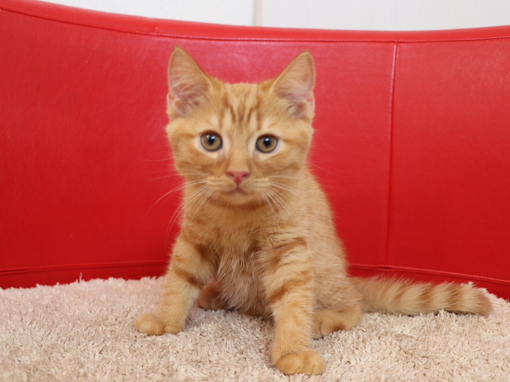 スコティッシュフォールドの子猫画像