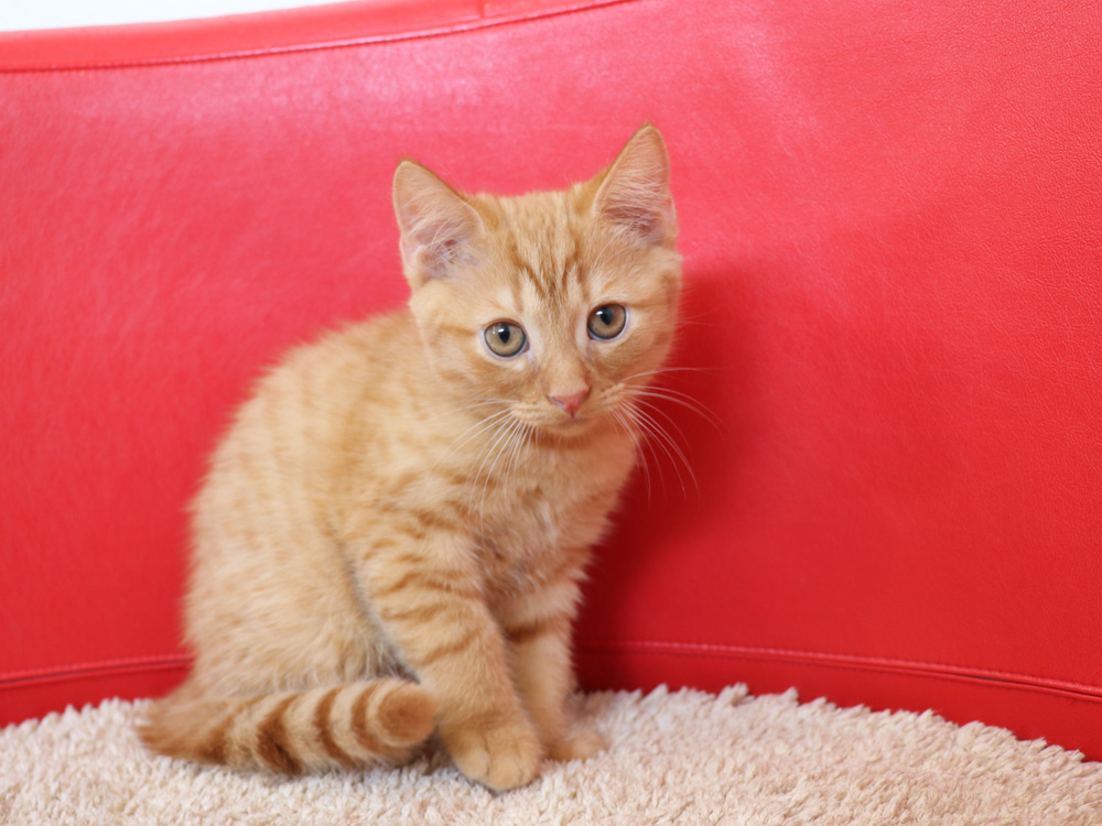 スコティッシュフォールドの子猫画像