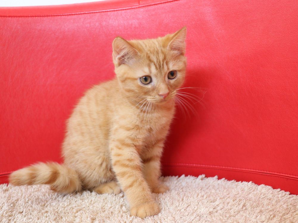 スコティッシュフォールドの子猫画像
