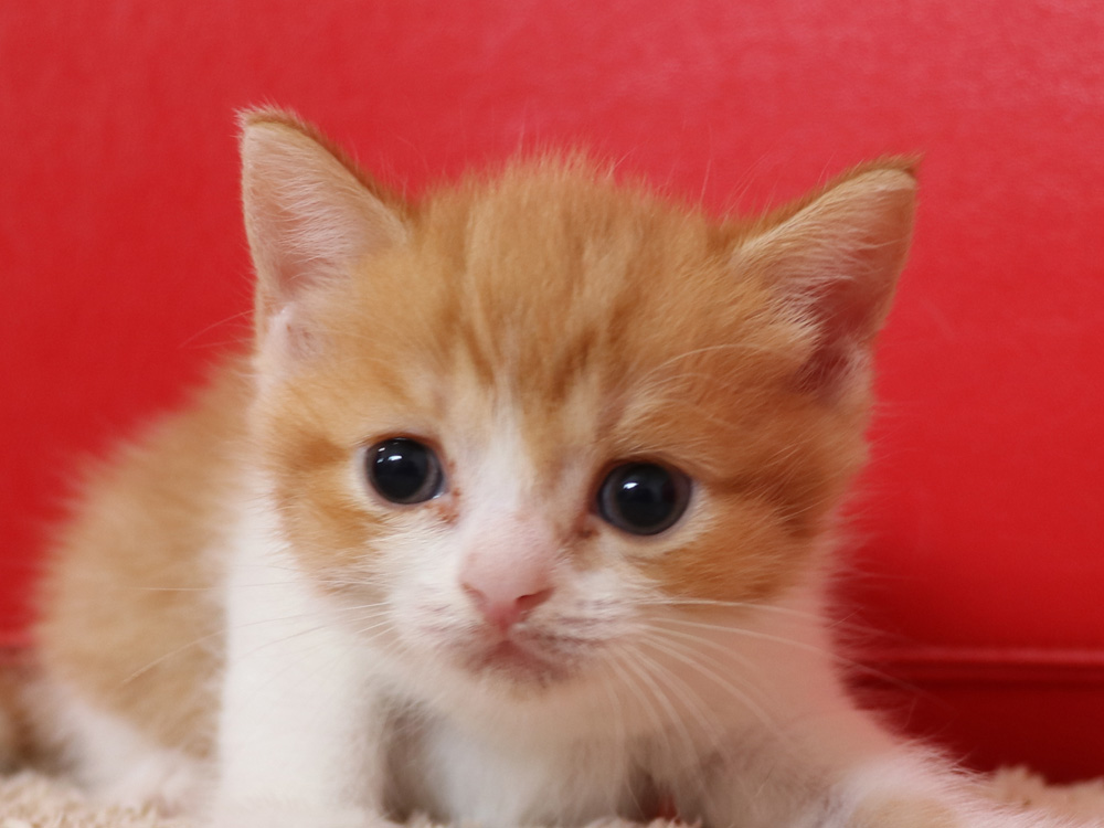 スコティッシュフォールドの子猫画像