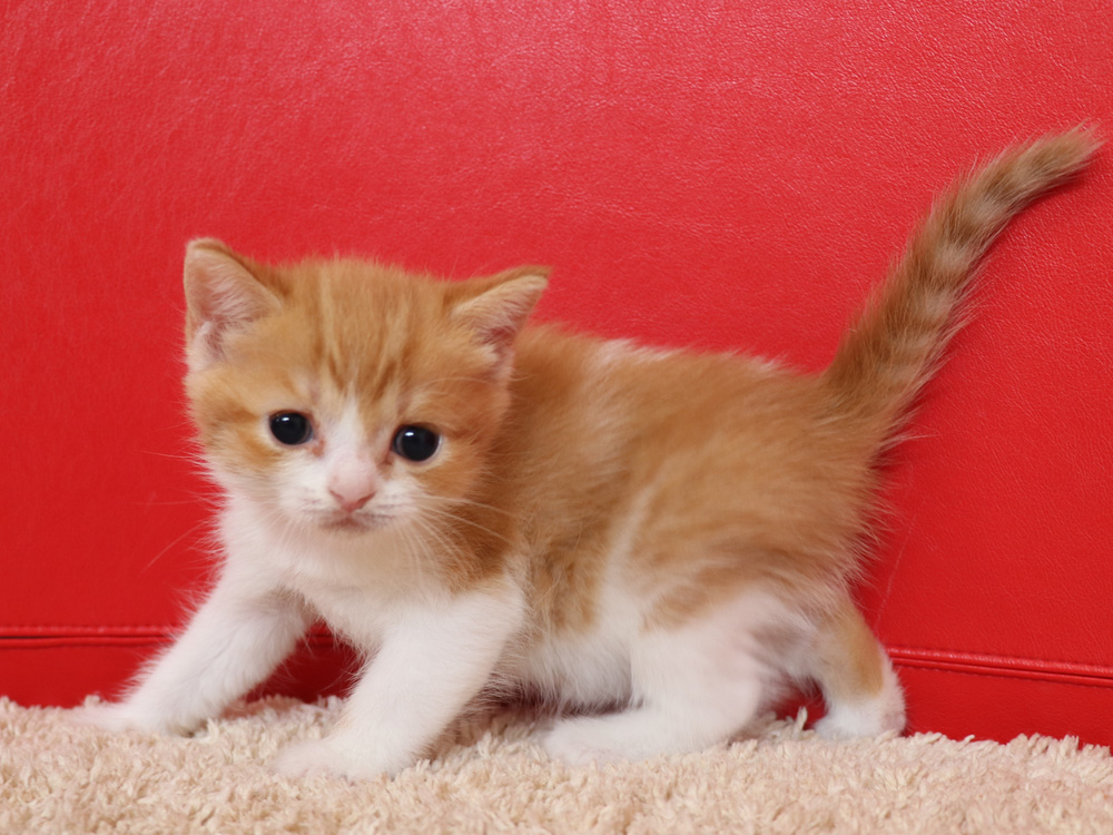 スコティッシュフォールドの子猫画像
