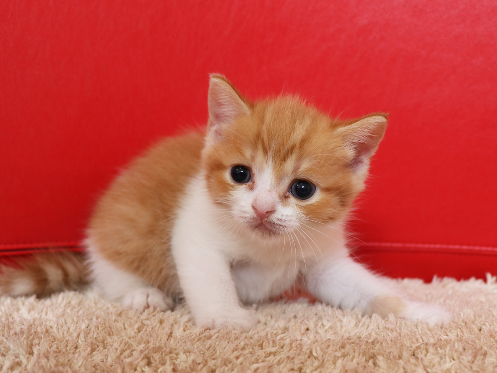 スコティッシュフォールドの子猫画像