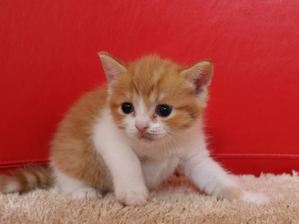 スコティッシュフォールドの子猫画像