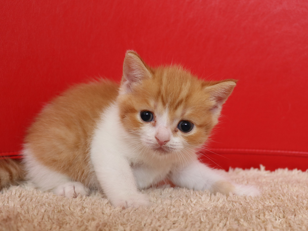 スコティッシュフォールドの子猫画像