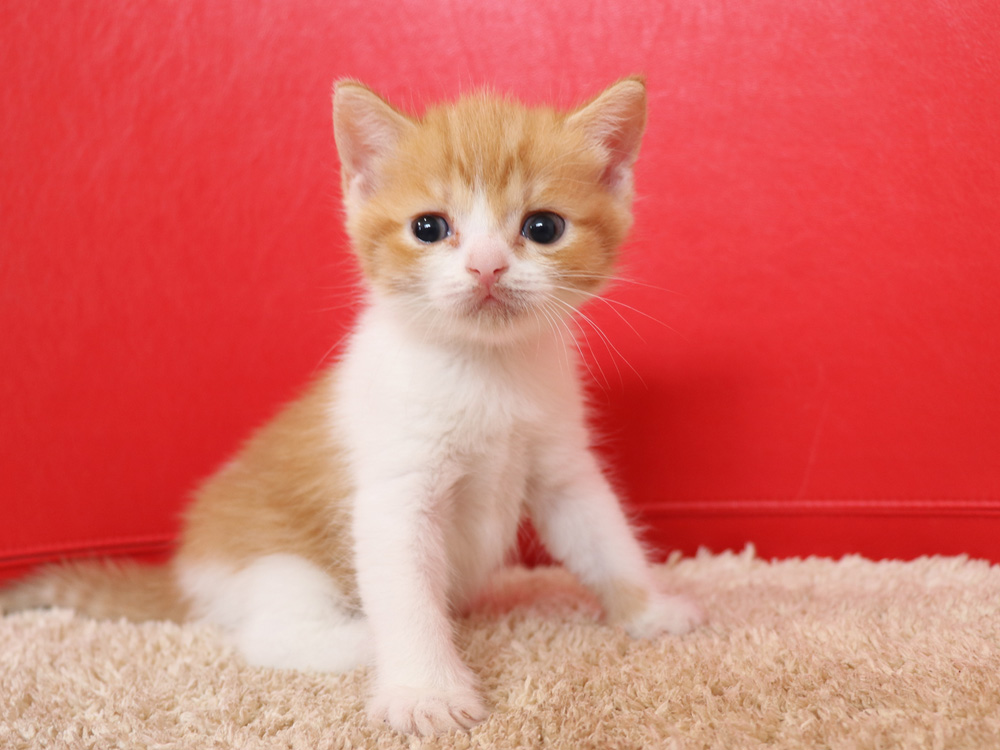 スコティッシュフォールドの子猫画像