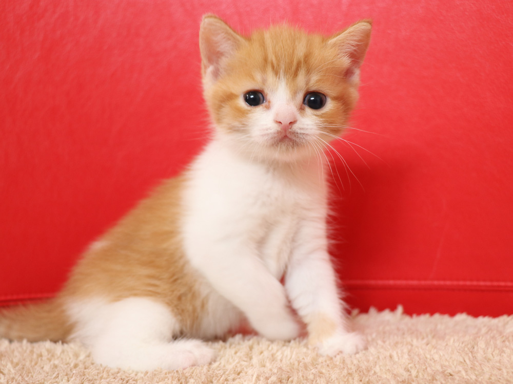 スコティッシュフォールドの子猫画像