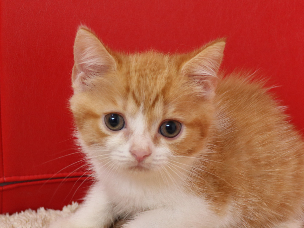 スコティッシュフォールドの子猫画像