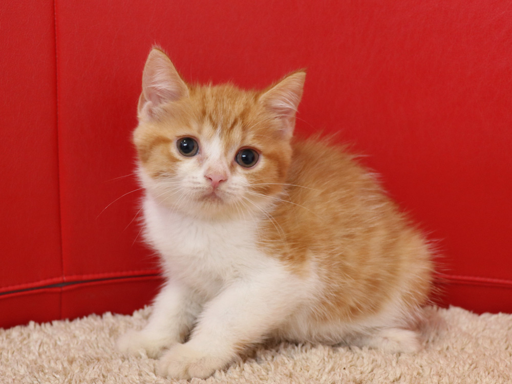 スコティッシュフォールドの子猫画像