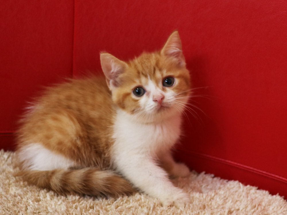 スコティッシュフォールドの子猫画像