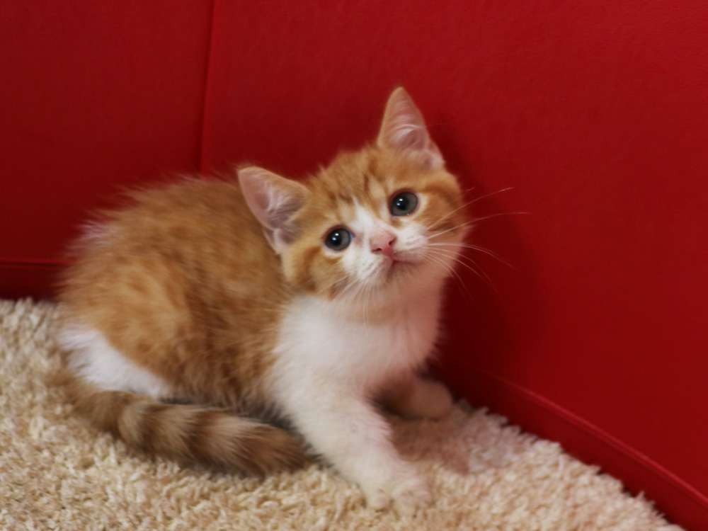 スコティッシュフォールドの子猫画像