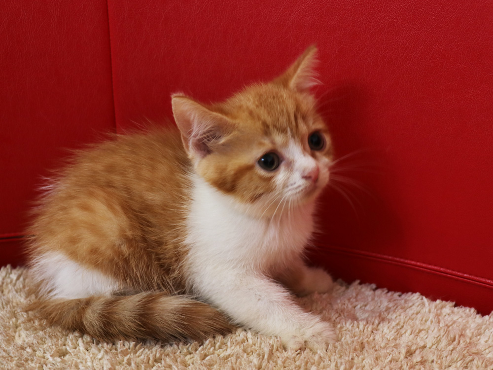 スコティッシュフォールドの子猫画像