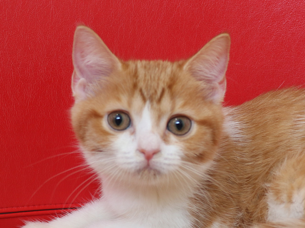 スコティッシュフォールドの子猫画像