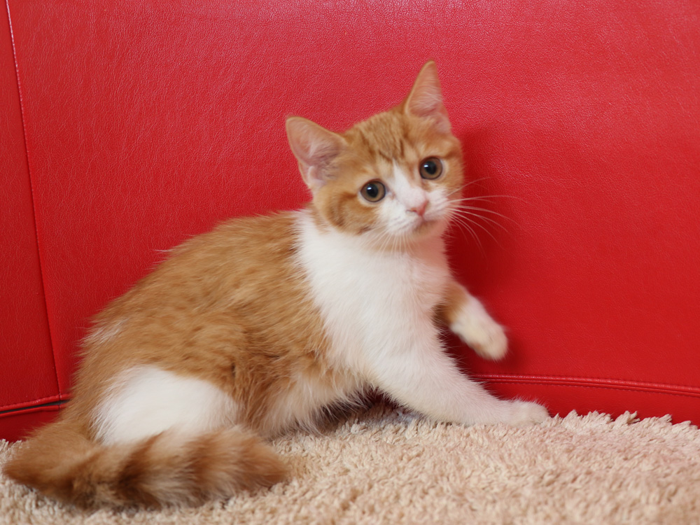 スコティッシュフォールドの子猫画像
