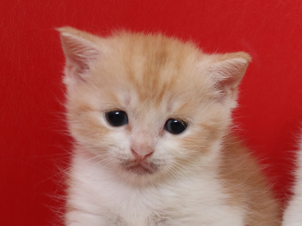 スコティッシュフォールドの子猫画像